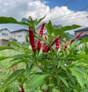 借り主さん募集中