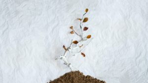 種の巻き替え時期(*^^*)