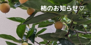 今年も柿のお知らせだョ