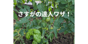 さすがの達人ワザ