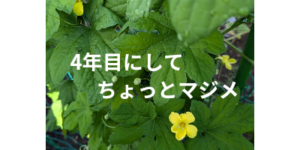 ４年目にしてちょっとマジメ