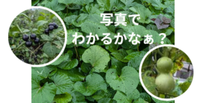 写真でわかるかなぁ？2024/8/31