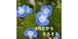 ３月だからそろそろ